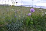Acker-Witwenblume - Knautia arvensis