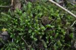 Großes Schiefmundmoos - Plagiochila asplenioides