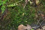 : - Porella cordaeana