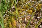 Benachbartes Torfmoos - Sphagnum affine