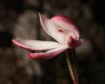 : - Caladenia lyallii