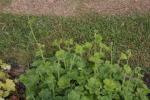 Falsche Alraunenwurzel - Tellima grandiflora