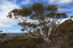 : - Eucalyptus coccifera