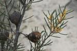 : - Hakea nodosa
