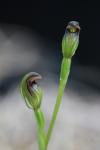 : - Pterostylis aphylla