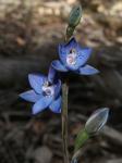 : - Thelymitra simulata