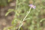 : - Vittadinia gracilis