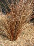 Bronze-Segge - Carex comans