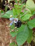 : - Clerodendrum myricoides
