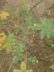 : - Crotalaria pumila