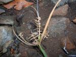 : - Cyperus hillebrandii var. decipiens