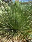 : - Dasylirion wheeleri