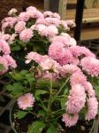 Großblütige Chrysantheme - Dendranthema grandiflorum