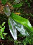 : - Elaphoglossum crassifolium