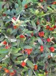 Diospyros discolor - Diospyros blancoi