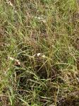 : - Eragrostis superba