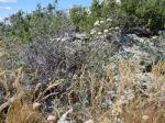 : - Chaenactis douglasii