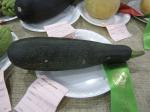 Zucchini - Cucurbita pepo subsp. pepo