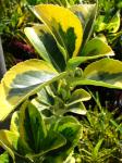 Japanisches Pfaffenhütchen-Euonymus japonicus