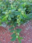 Zauberschnee - Euphorbia hypericifolia
