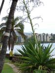 Mauritius-Hanf - Furcraea foetida