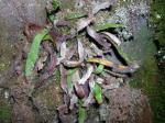: - Grammitis hookeri