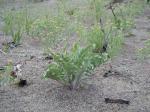 : - Crepis acuminata