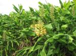 Schmetterlings-Ingwer - Hedychium gardnerianum