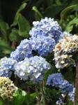 : - Hydrangea macrophylla var. macrophylla