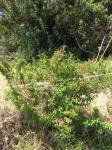 : - Hyptis verticillata