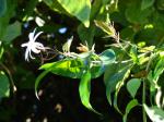 : - Jasminum laurifolium