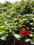 : - Mucuna novoguineensis