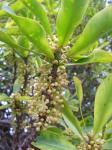: - Myrsine lessertiana