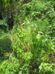 Baum-Basilikum - Ocimum gratissimum