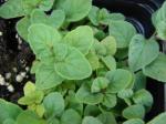 : - Origanum majoricum