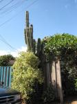 : - Pachycereus schottii