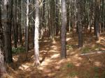 : - Pinus caribaea var. hondurensis