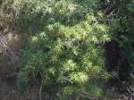 : - Dracaena fernaldii