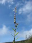Schnee-Fellberich - Polygala paniculata