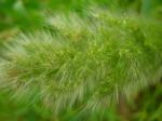: - Polypogon interruptus