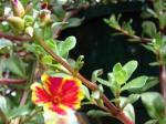 Portulakröschen-Portulaca umbraticola