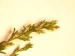 : - Pseudelephantopus spicatus