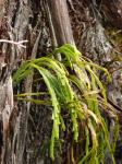 : - Psilotum complanatum