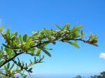 : - Pyracantha koidzumii