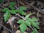 :-Rubus macraei