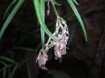 : - Schiedea menziesii