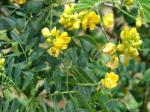 : - Senna pendula
