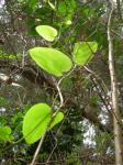 : - Smilax melastomifolia