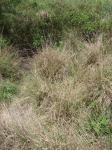 Indisches Fallsamengras-Sporobolus indicus