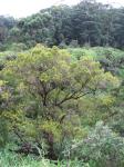 : - Syzygium sandwicense